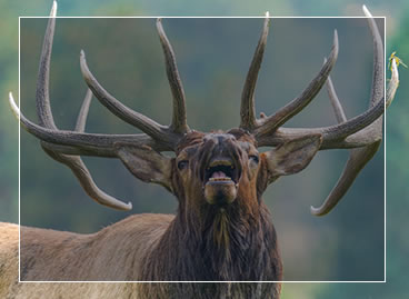 Premier Elk Outfitters of Wyoming Brochure Request
