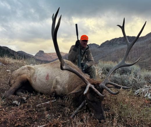 sns wilderness bull elk