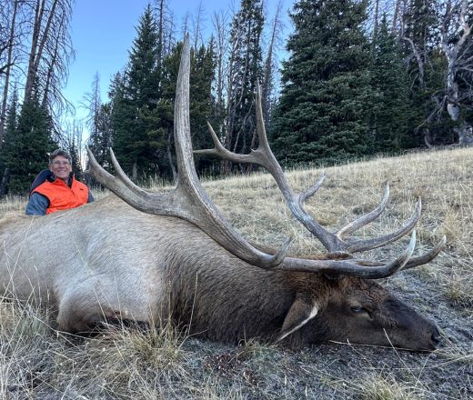 sns wilderness bull elk