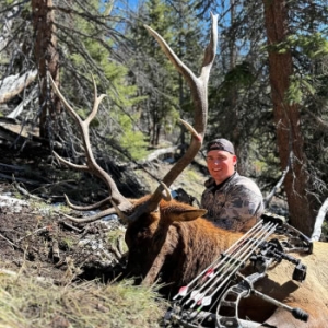 Elk hunter with his bow and bull elk on a hillside